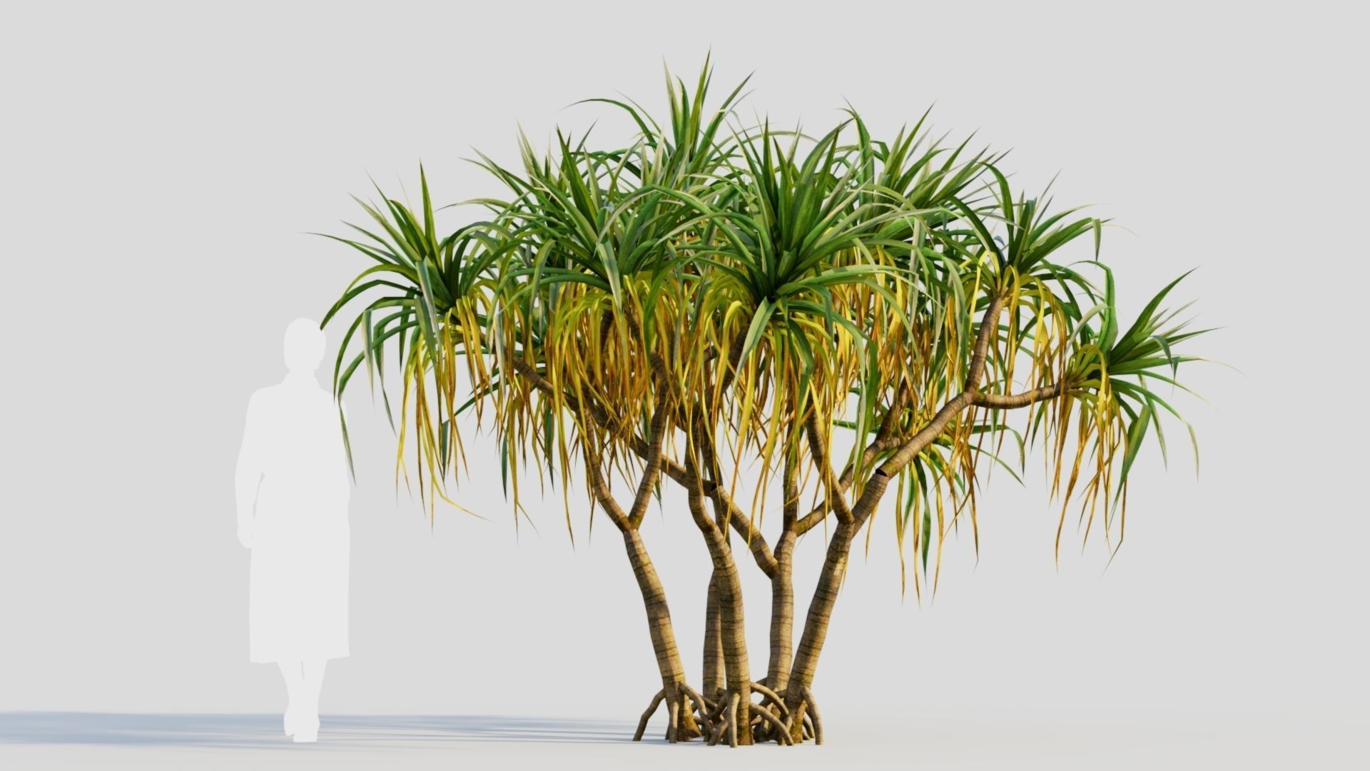 Pandanus tectorius a 3D model_5