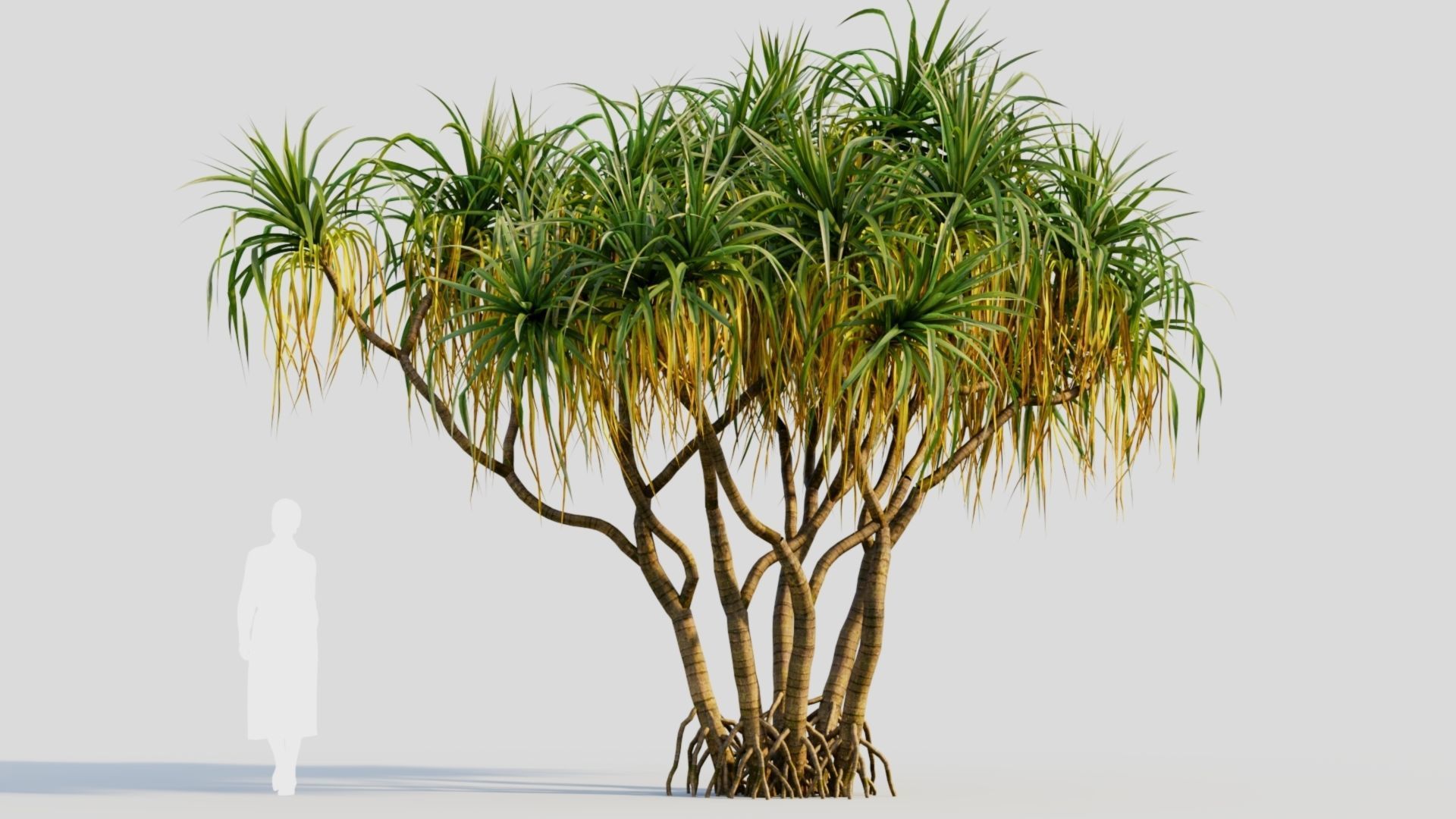 Pandanus tectorius a 3D model_7
