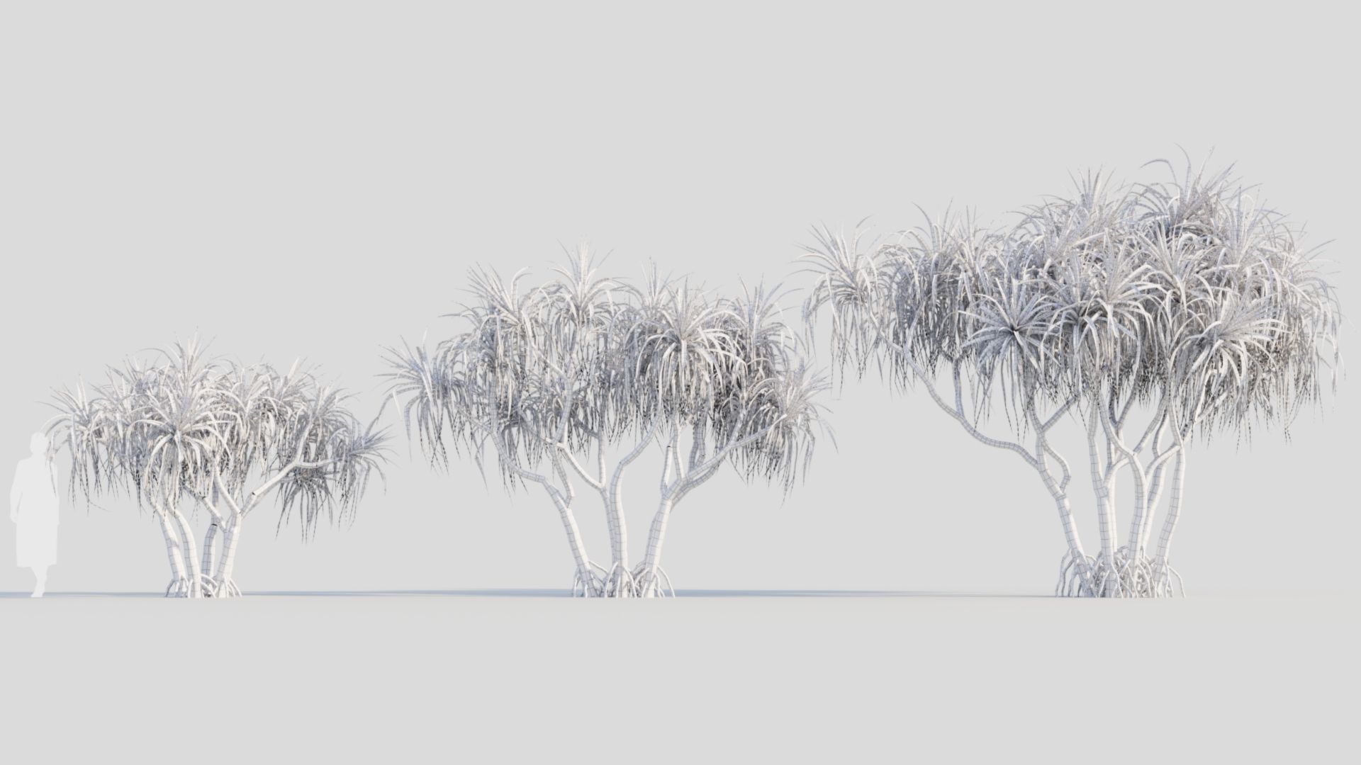 Pandanus tectorius a 3D model_8