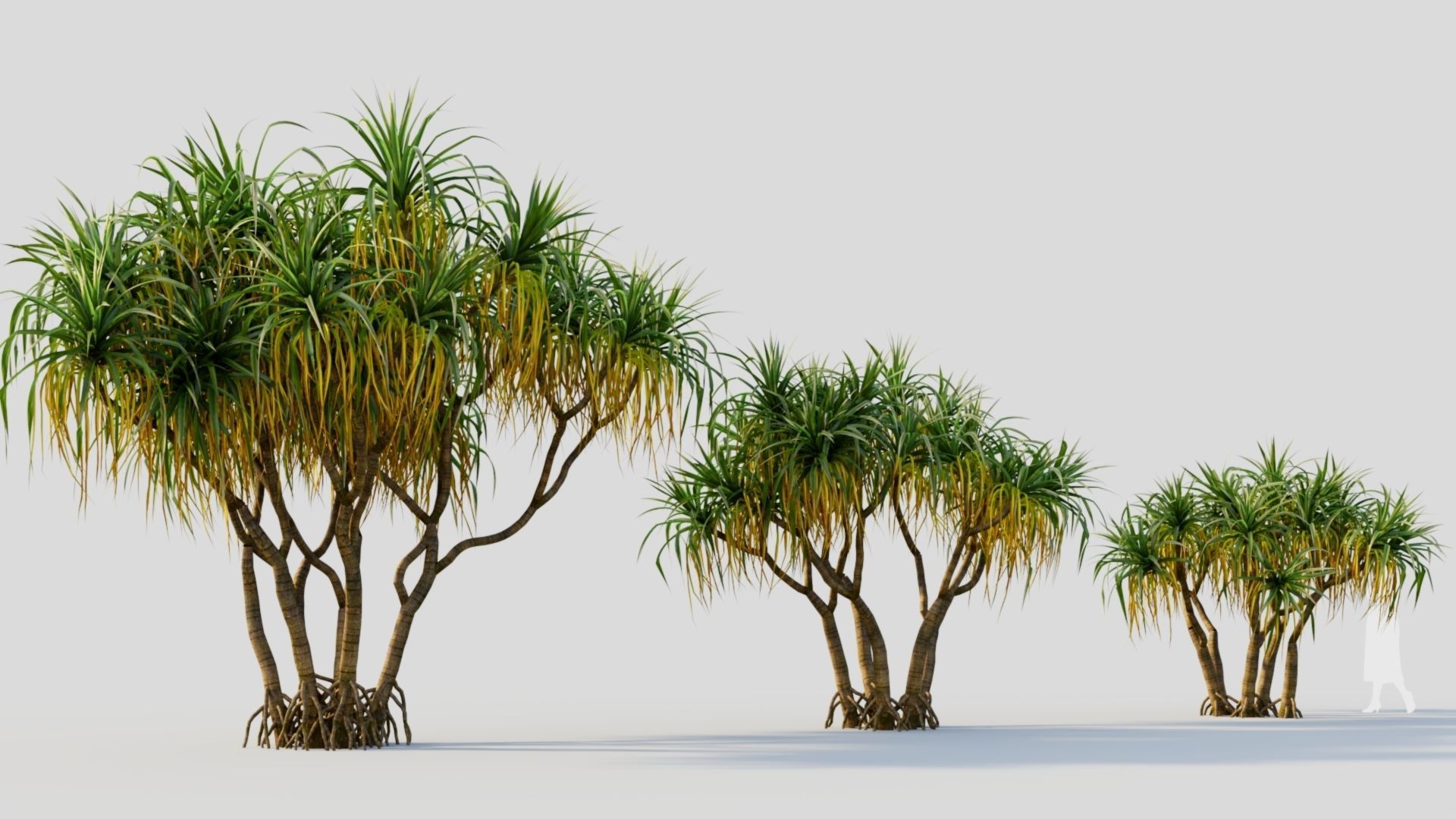 Pandanus tectorius a 3D model_4