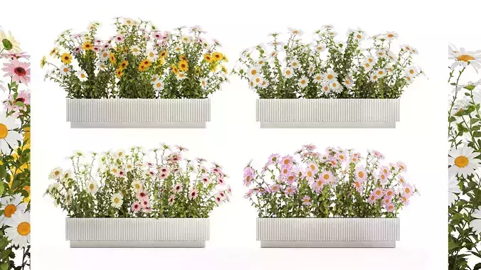 Set of garden flower bushes Chamomile Chrysanthemum 1473 3D model