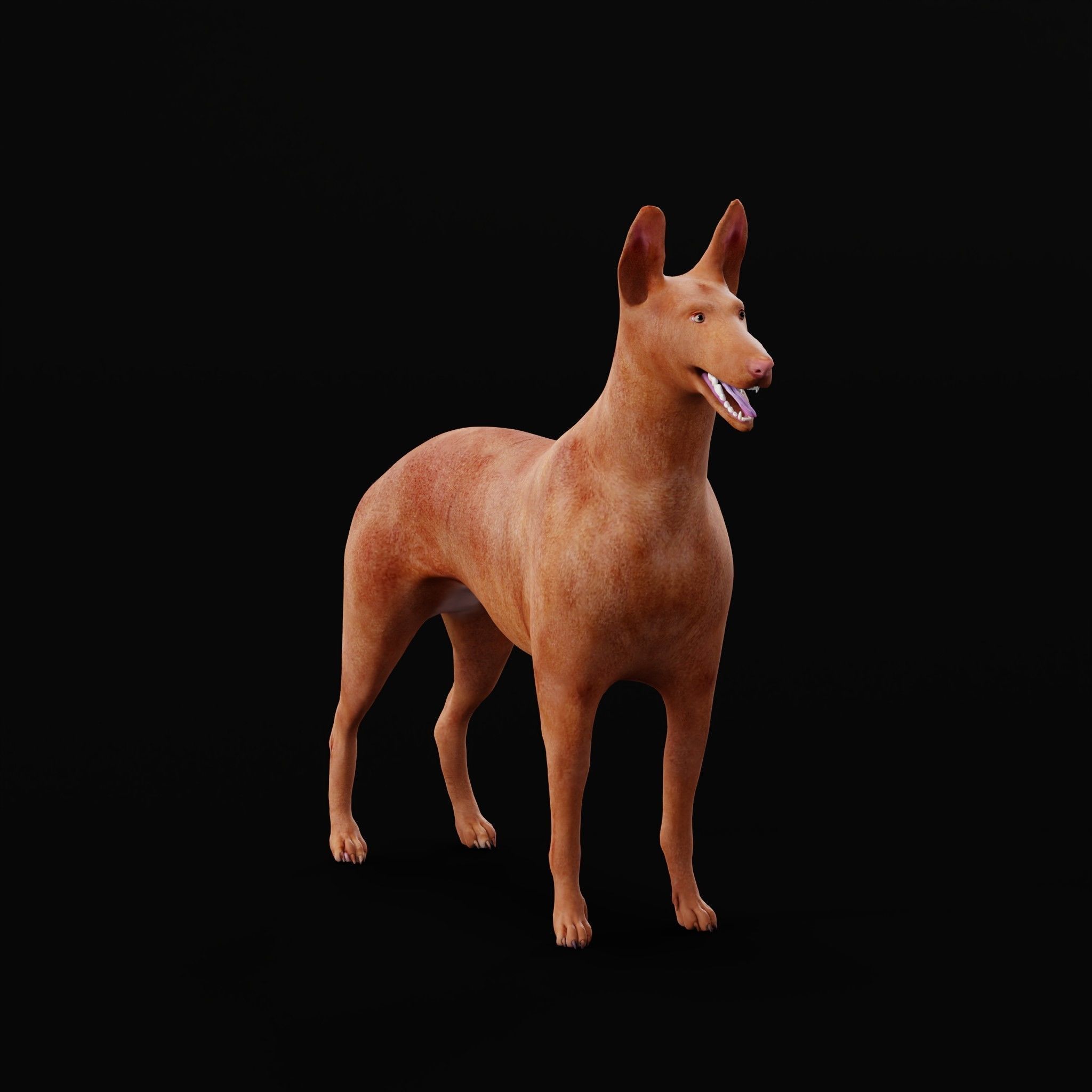 Pharaoh Hound Dog 3D model_27