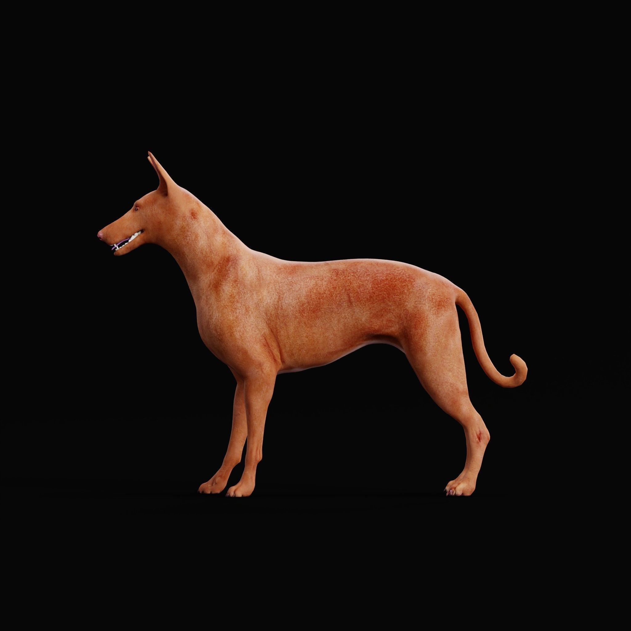 Pharaoh Hound Dog 3D model_25