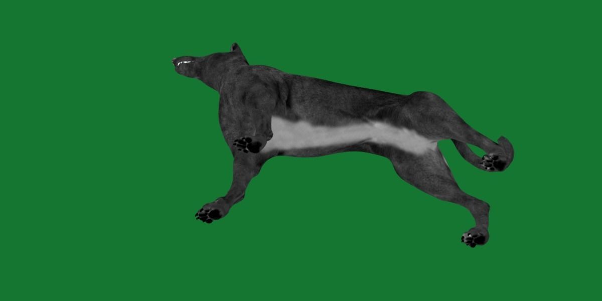 Pharaoh Hound Dog 3D model_4