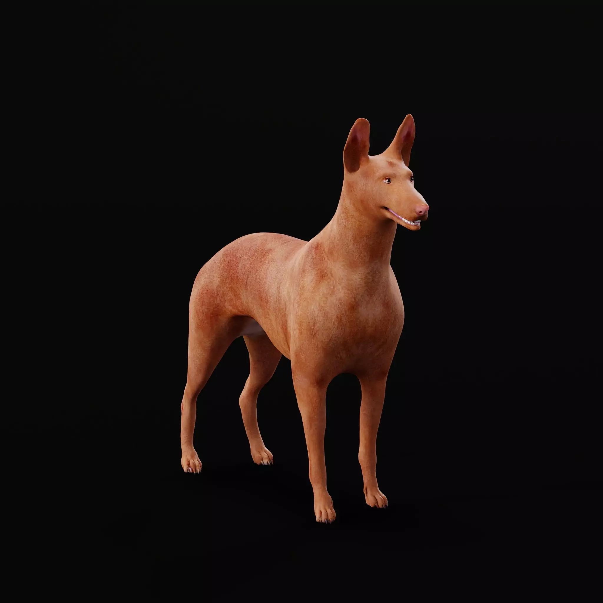 Pharaoh Hound Dog 3D model_0