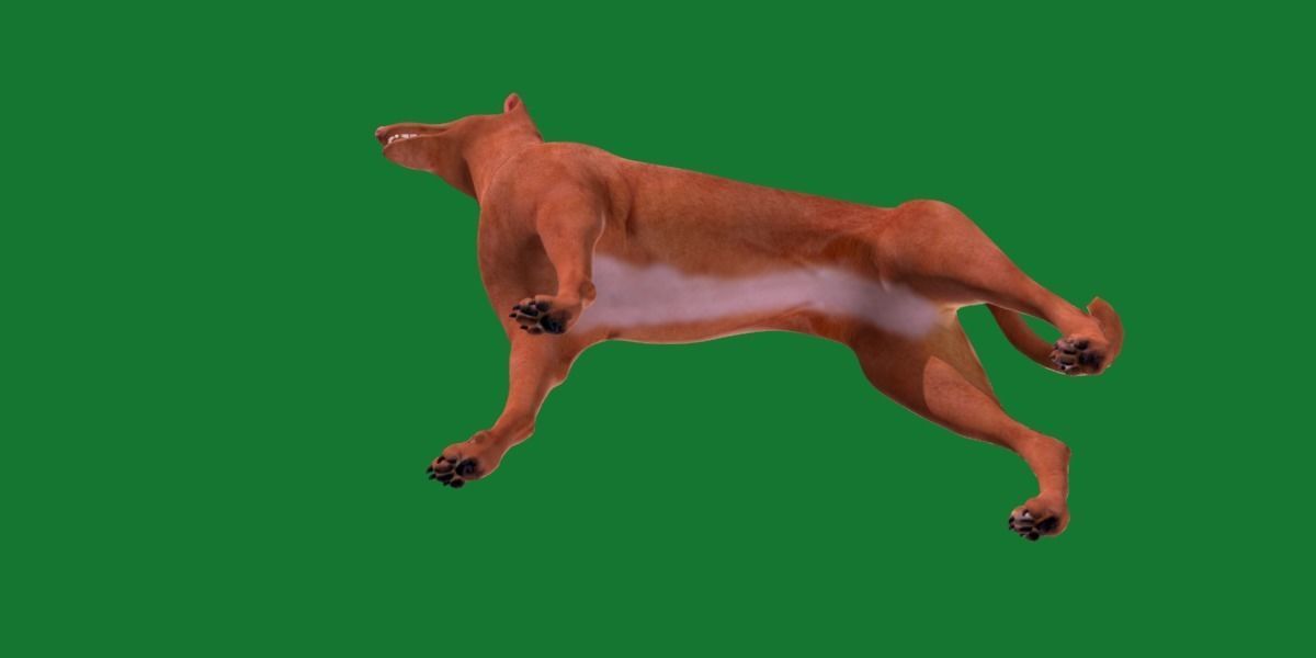 Pharaoh Hound Dog 3D model_22