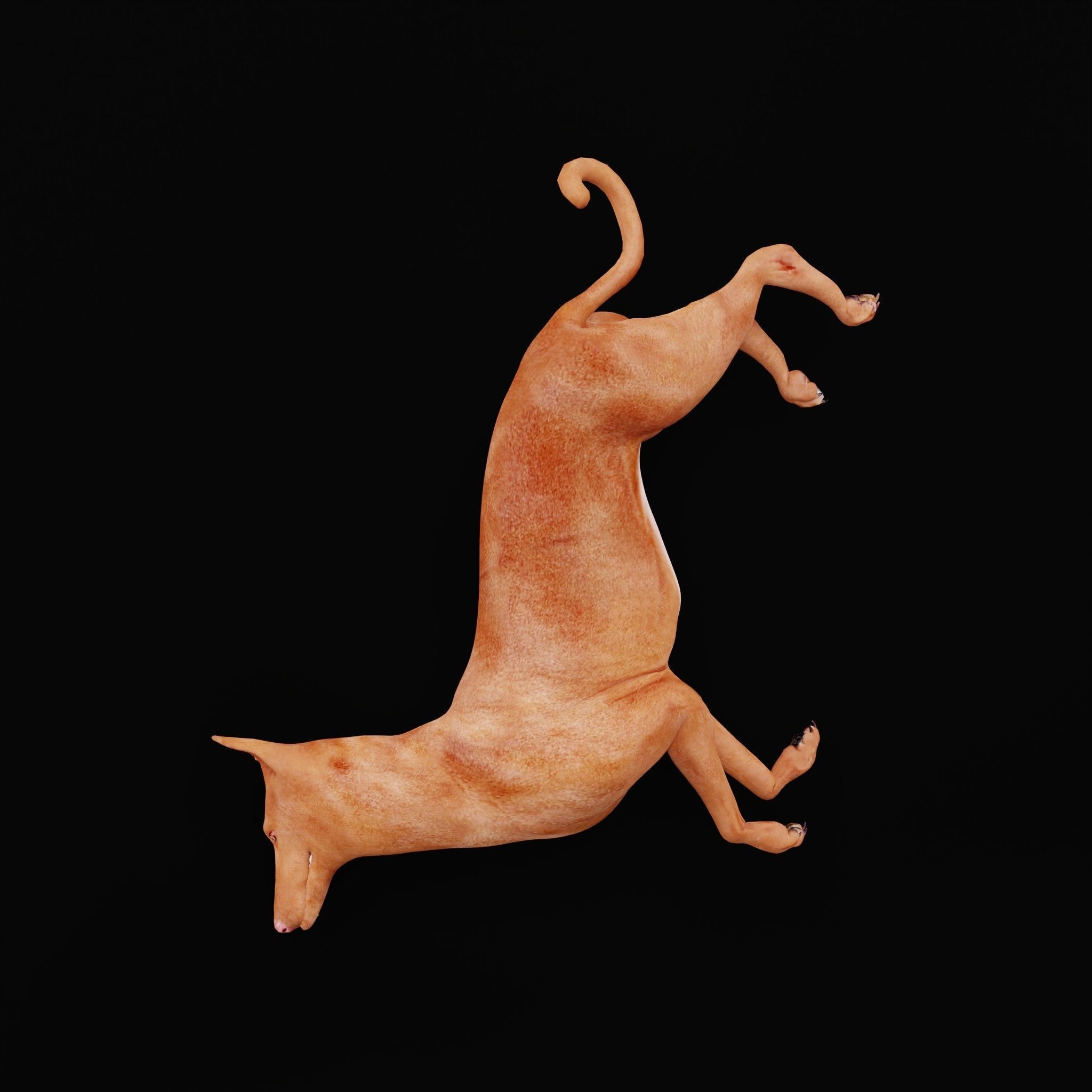 Pharaoh Hound Dog 3D model_30