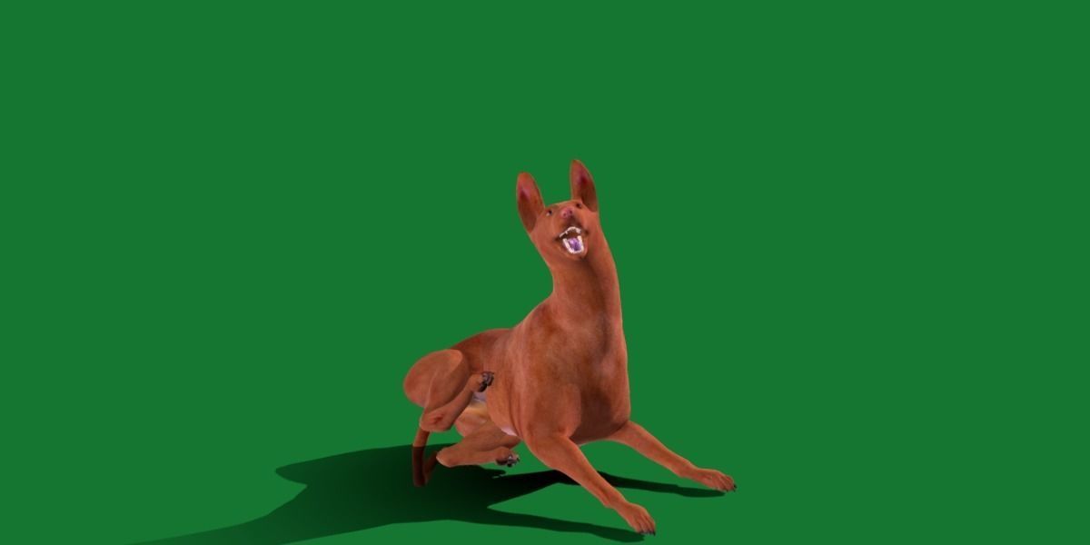 Pharaoh Hound Dog 3D model_6