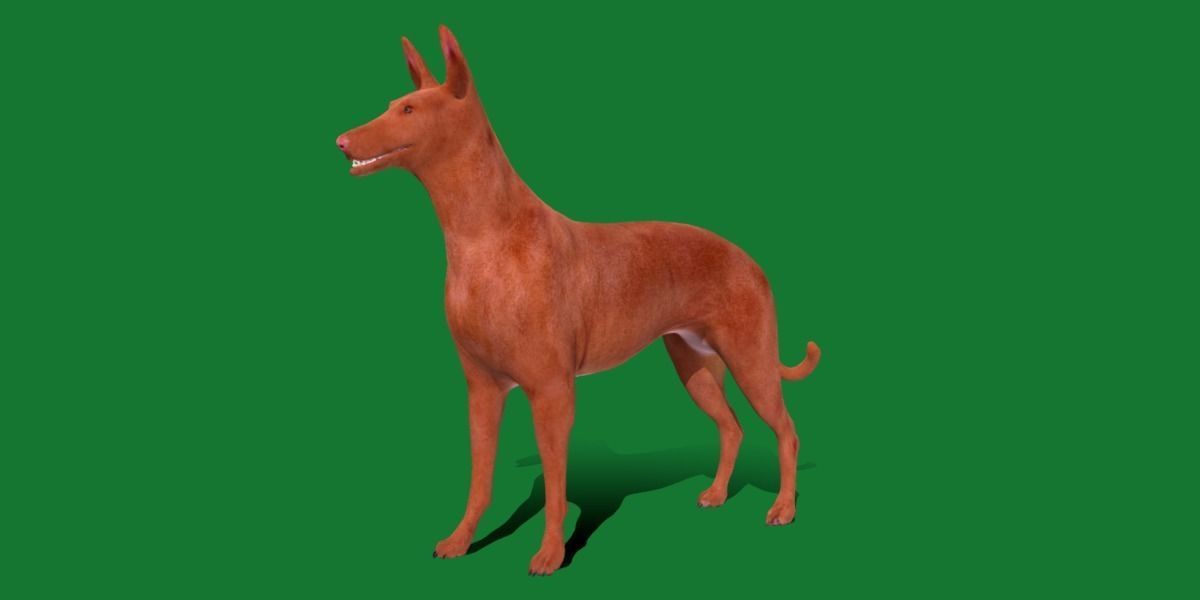 Pharaoh Hound Dog 3D model_23