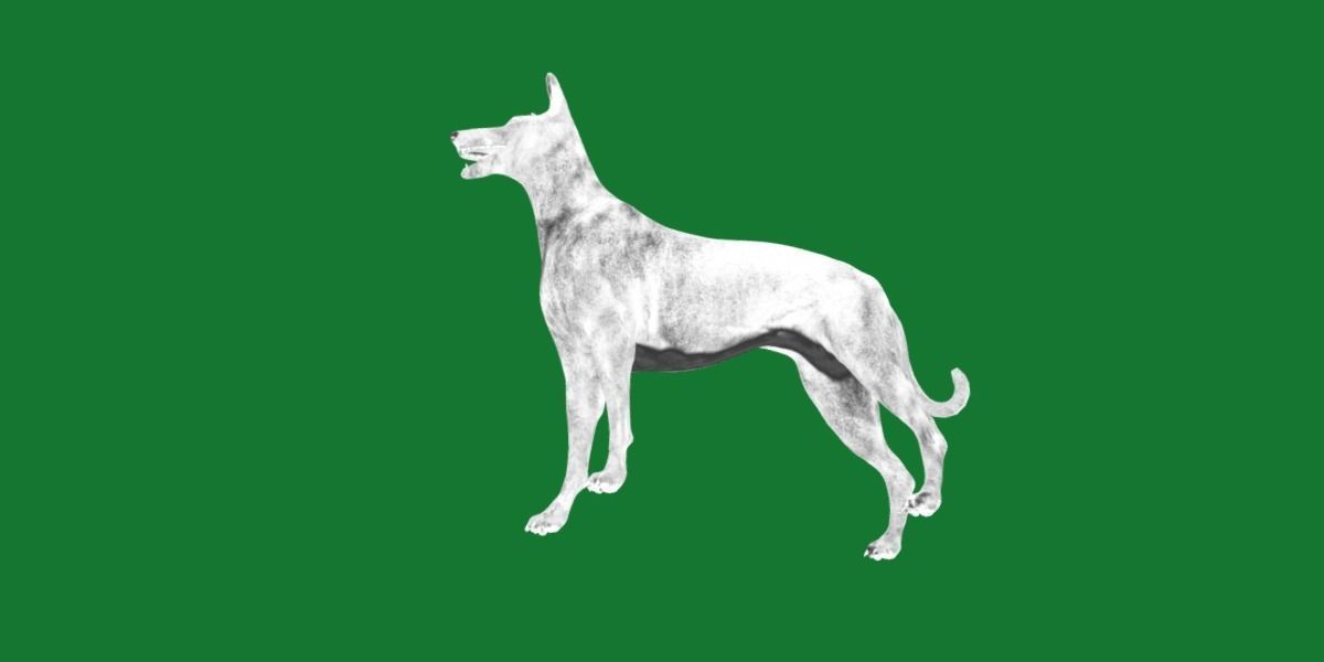 Pharaoh Hound Dog 3D model_21