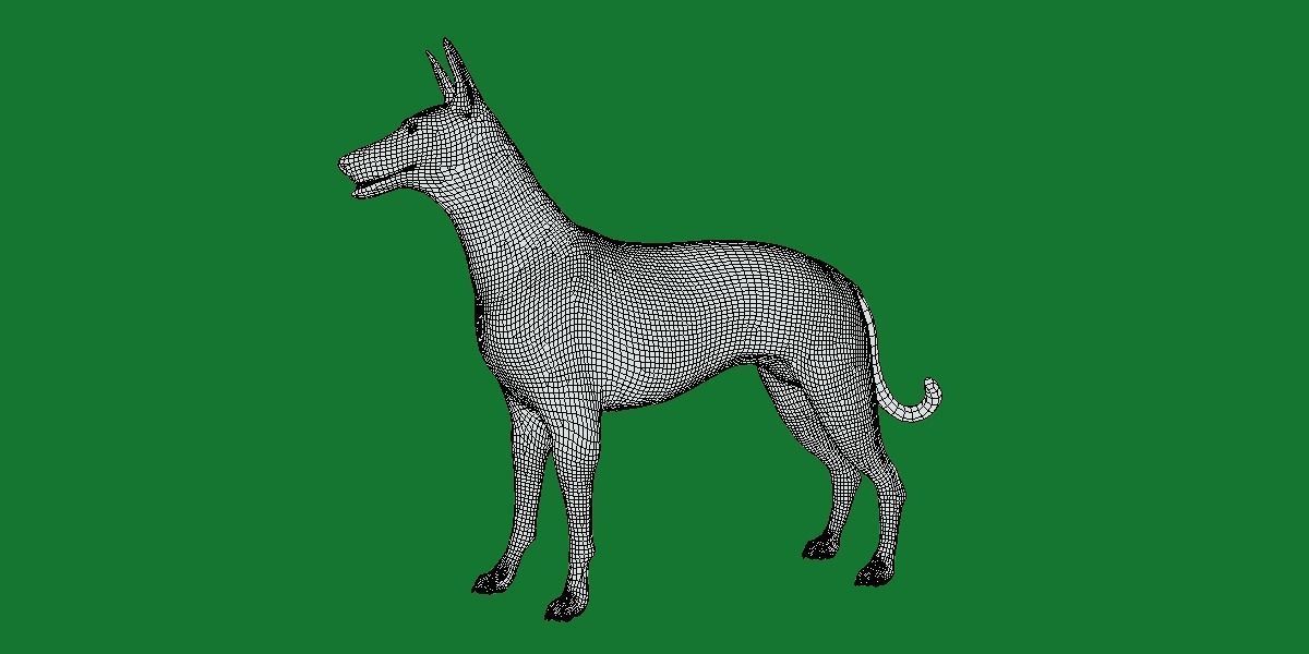 Pharaoh Hound Dog 3D model_9