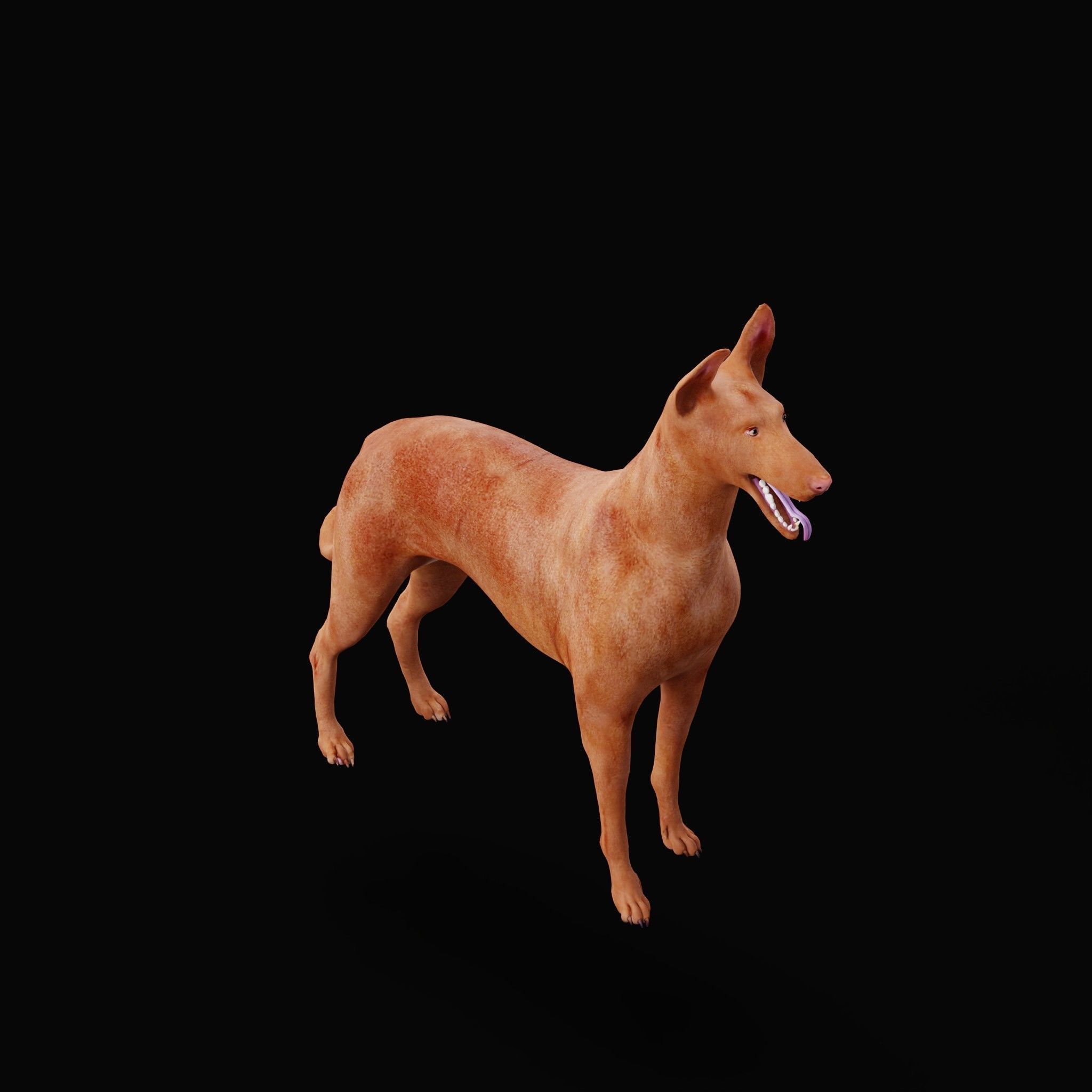 Pharaoh Hound Dog 3D model_29