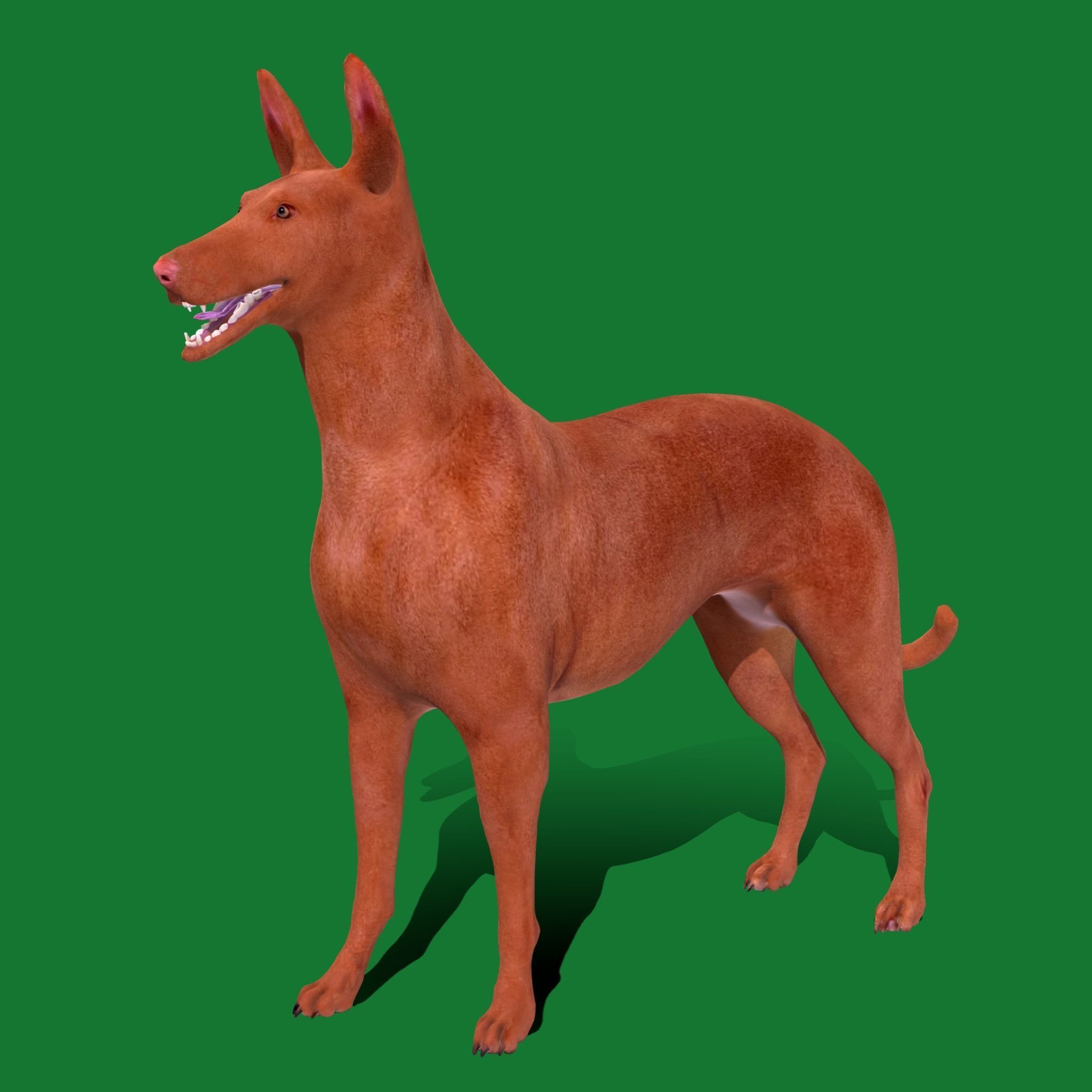 Pharaoh Hound Dog 3D model_15