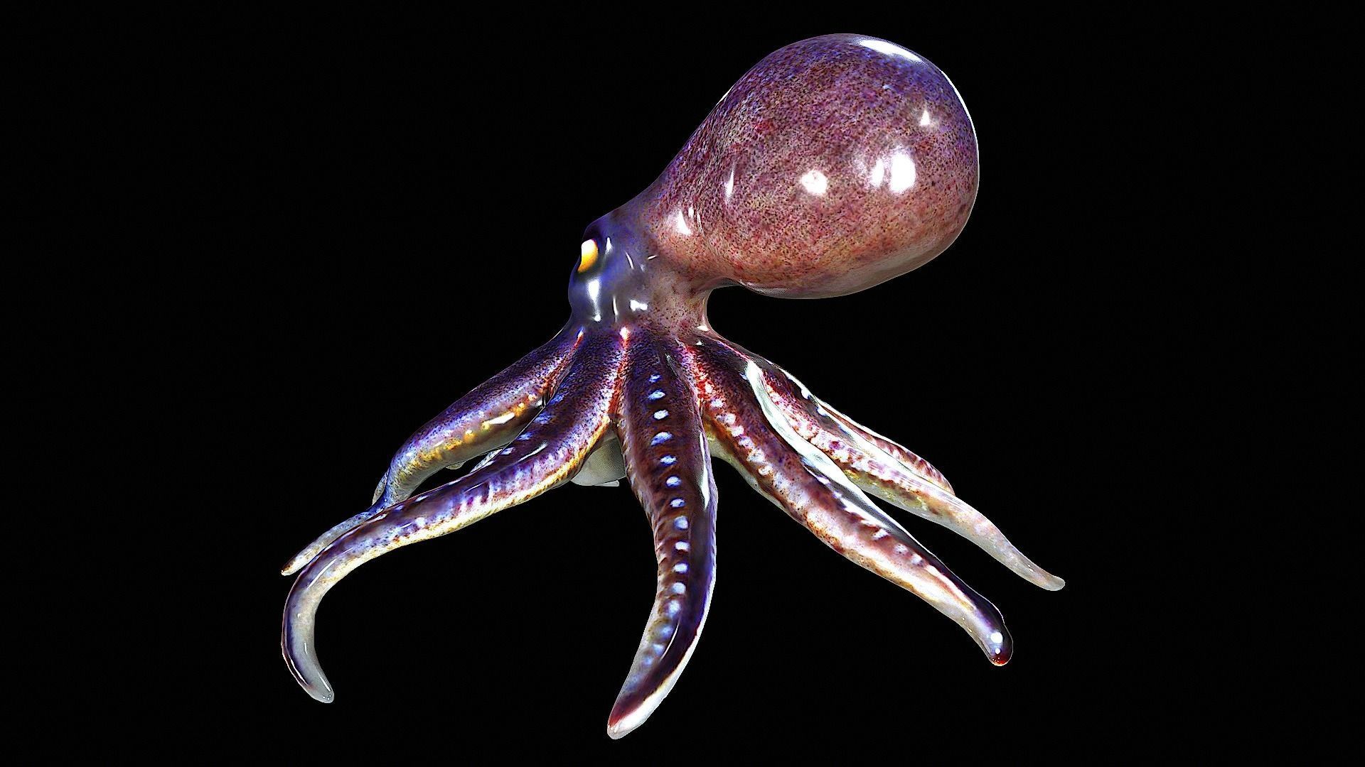 Awesome Squid 3D model_4