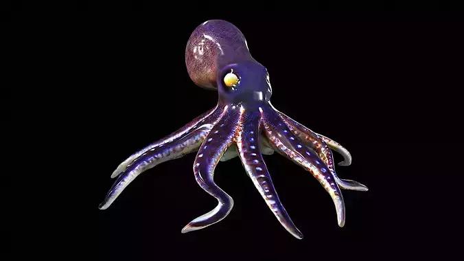 Awesome Squid