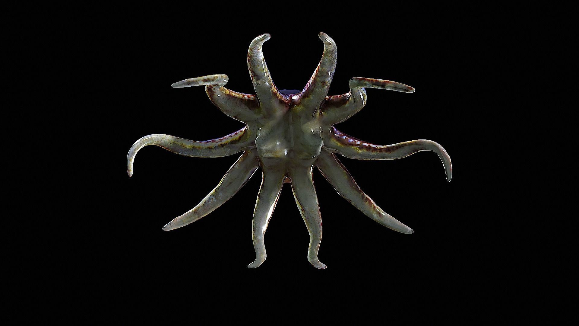 Awesome Squid 3D model_9