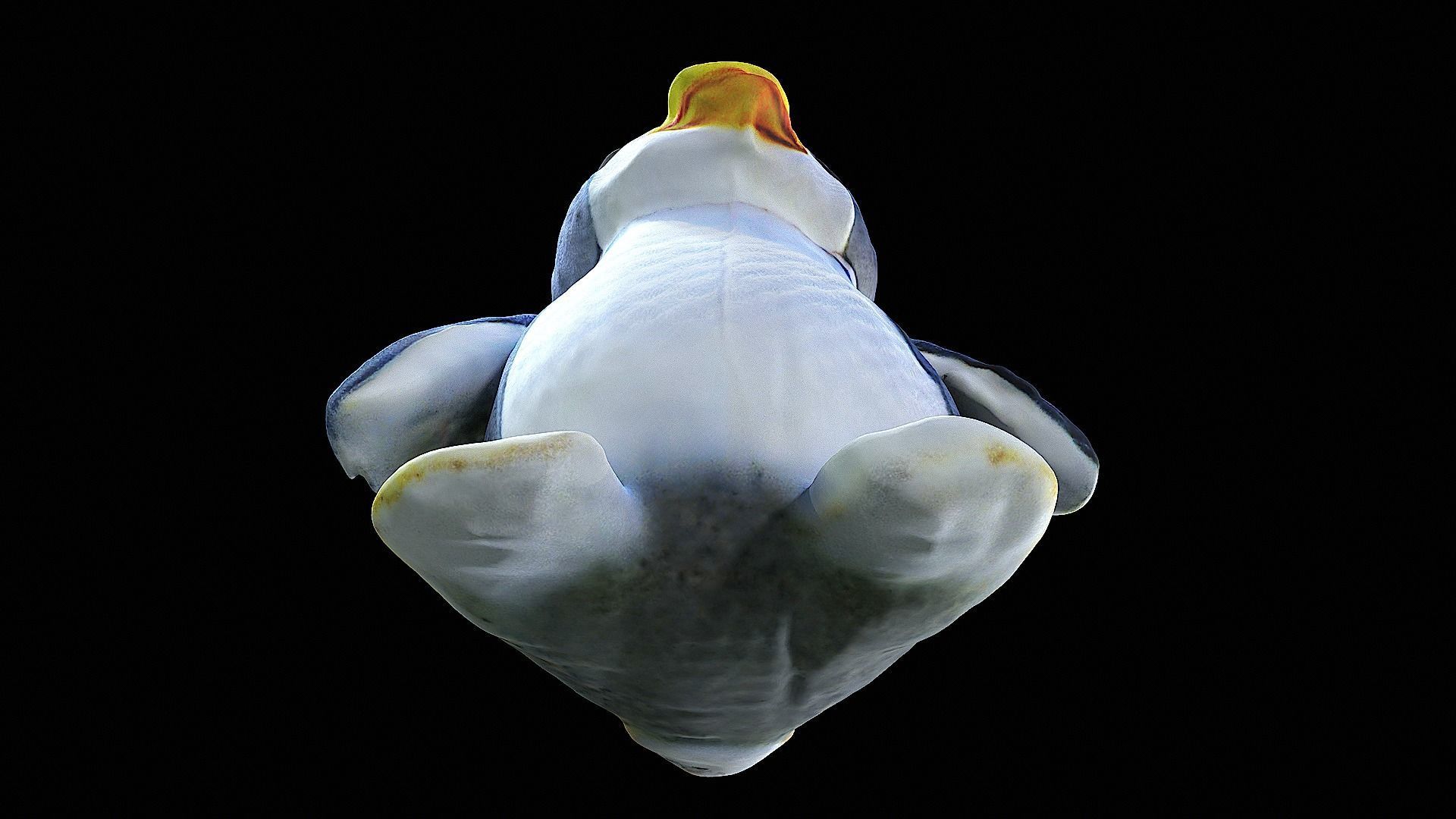 little penguin cute plushie 3D model_9