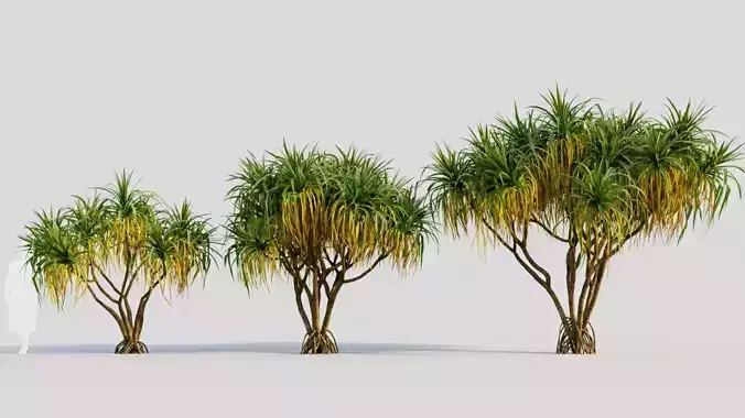 Pandanus tectorius b 3D model