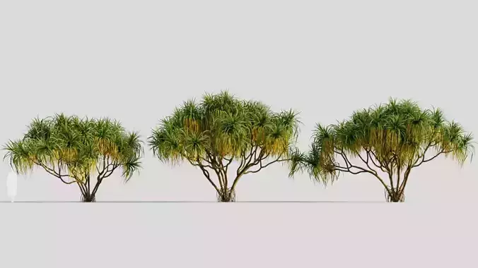 Pandanus tectorius c 3D model