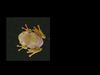 cute cartoon frog 3D 3D print model_1