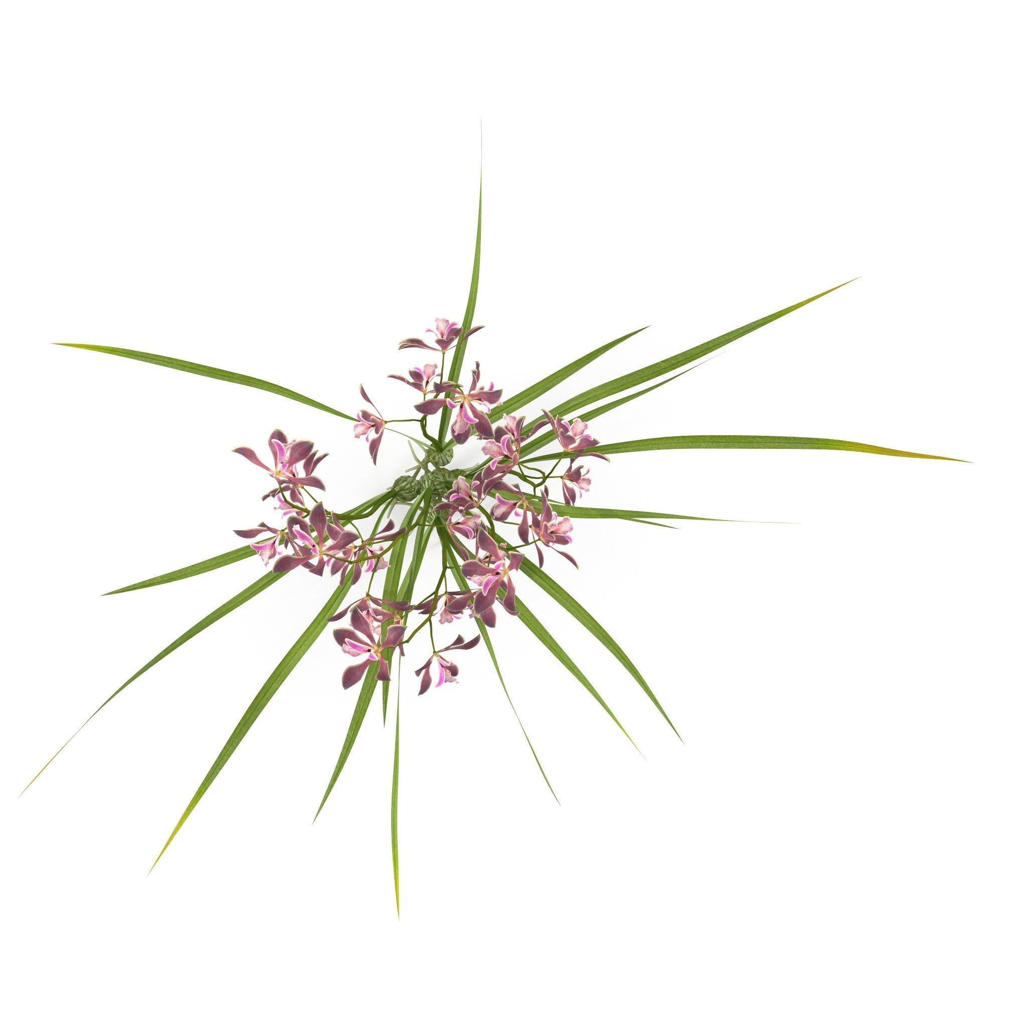 Encyclia bractescens 3D model_3