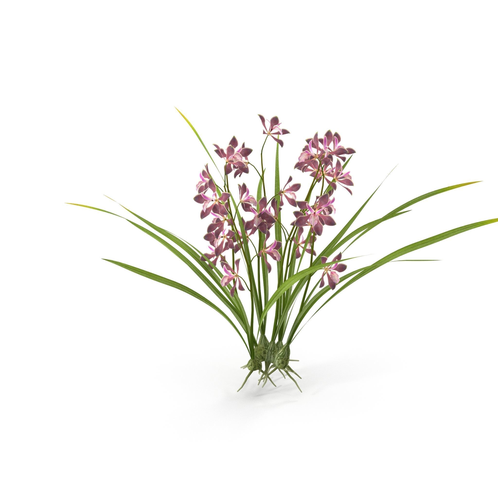 Encyclia bractescens 3D model_5