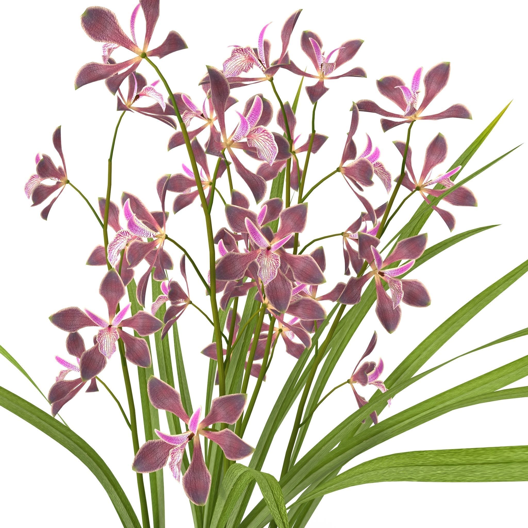Encyclia bractescens 3D model_2