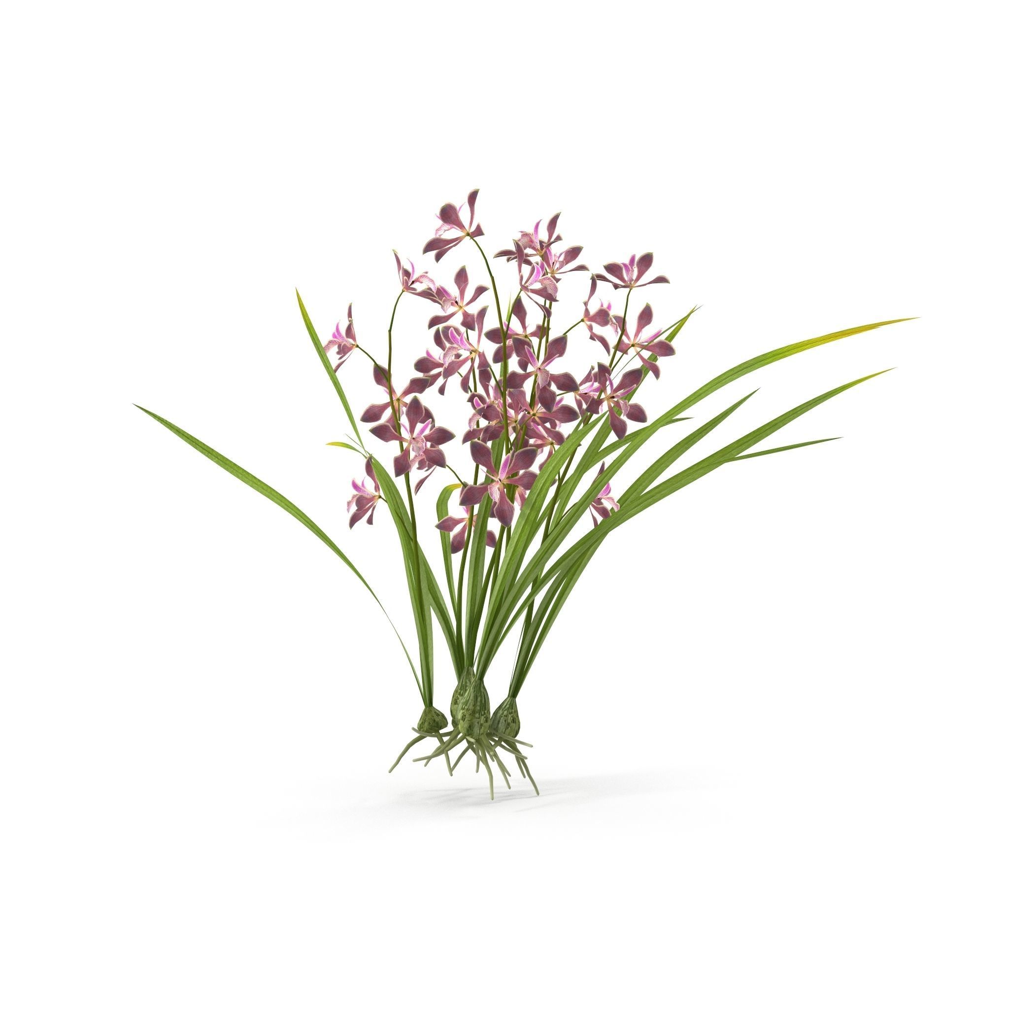 Encyclia bractescens 3D model_6