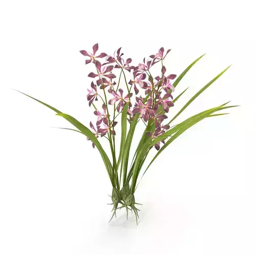 Encyclia bractescens