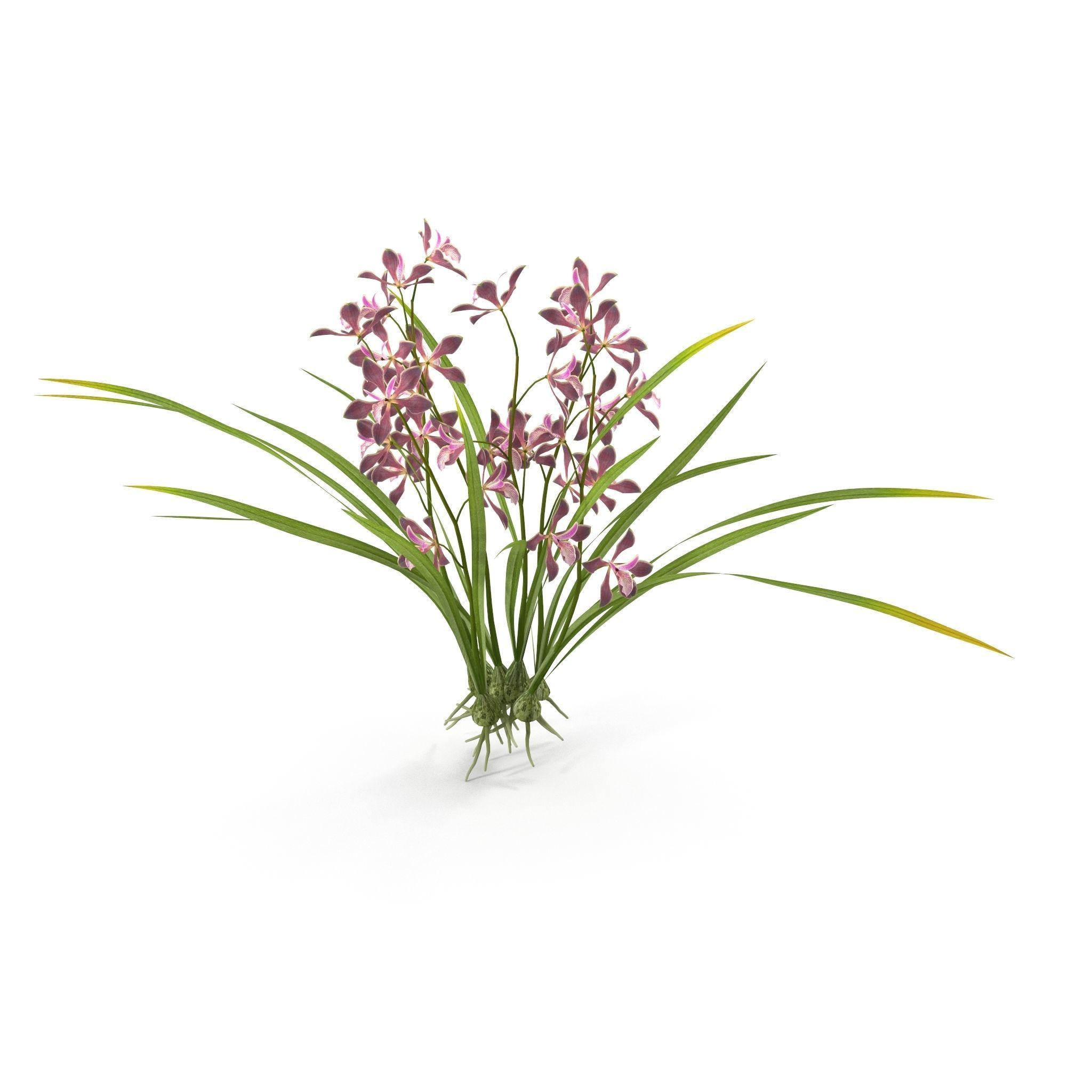 Encyclia bractescens 3D model_4