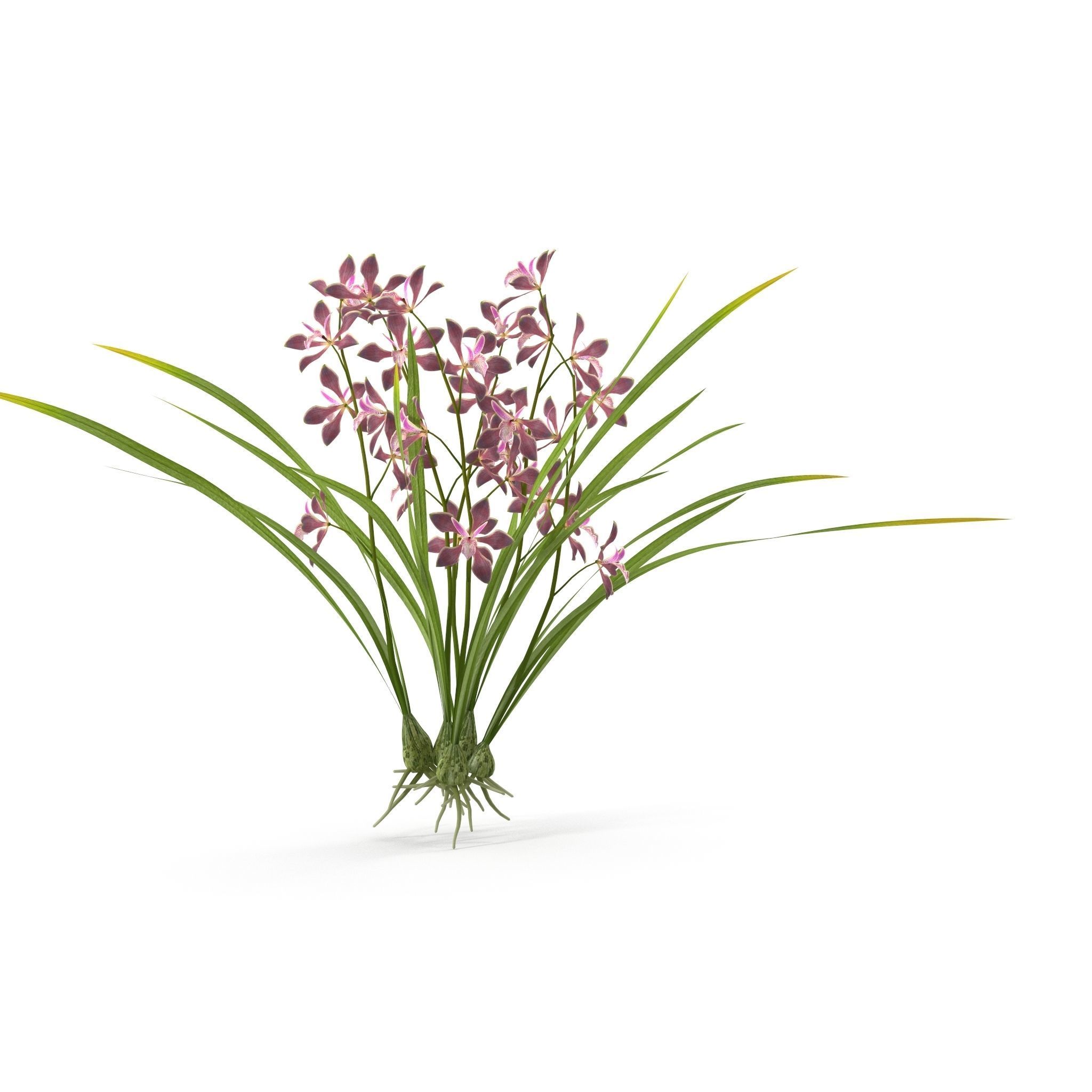 Encyclia bractescens 3D model_8