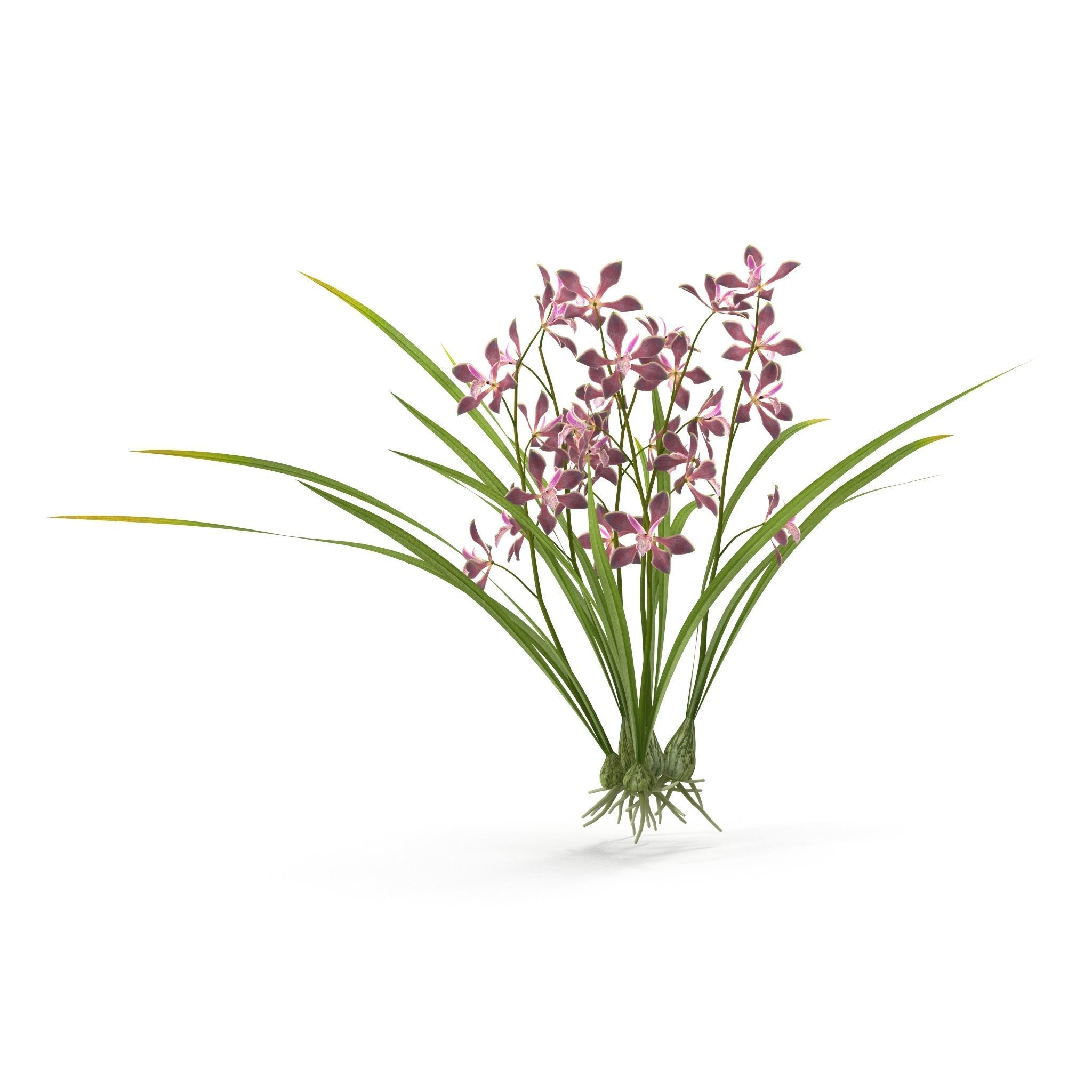 Encyclia bractescens 3D model_1
