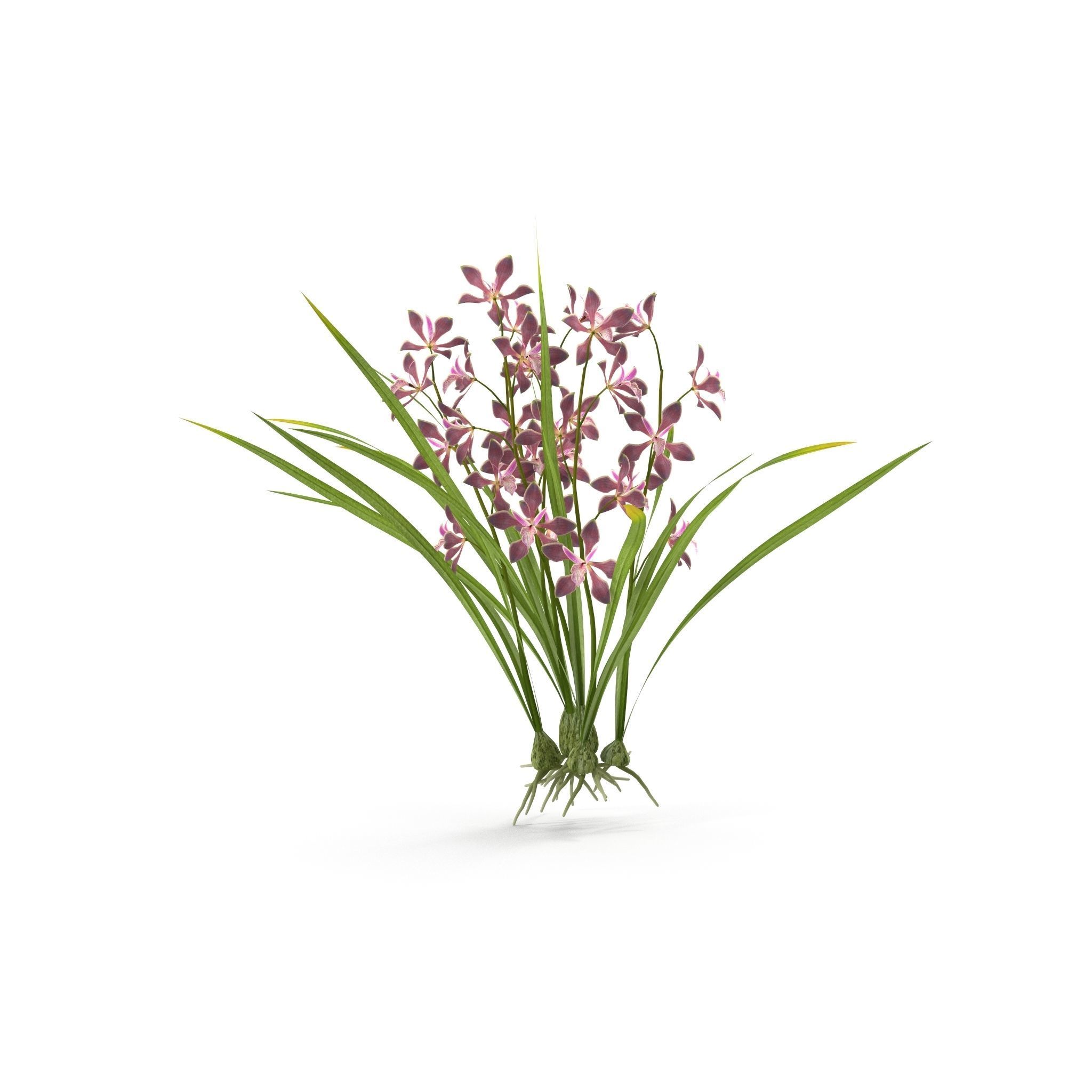 Encyclia bractescens 3D model_7