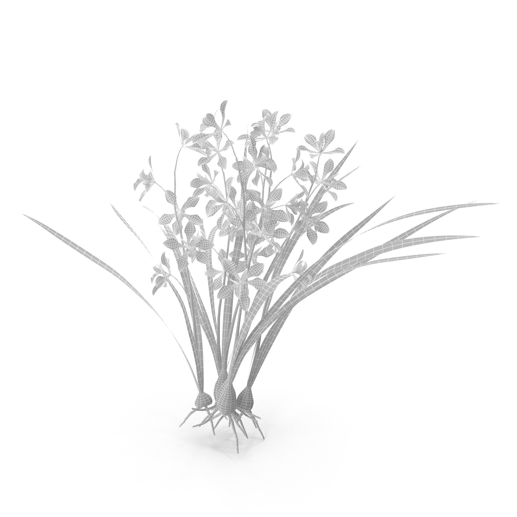 Encyclia bractescens 3D model_10
