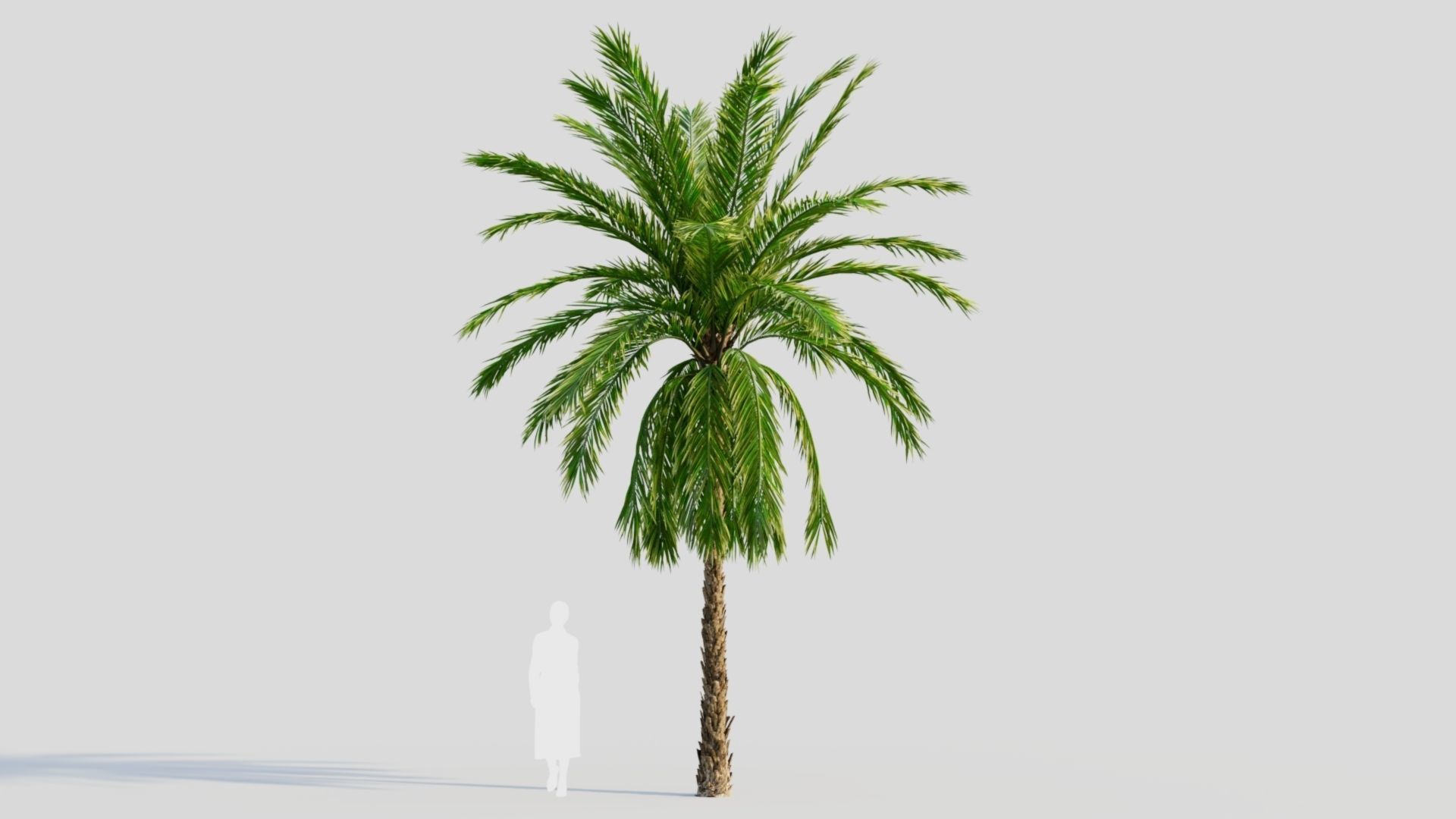 Phoenix dactylifera a 3D model_6