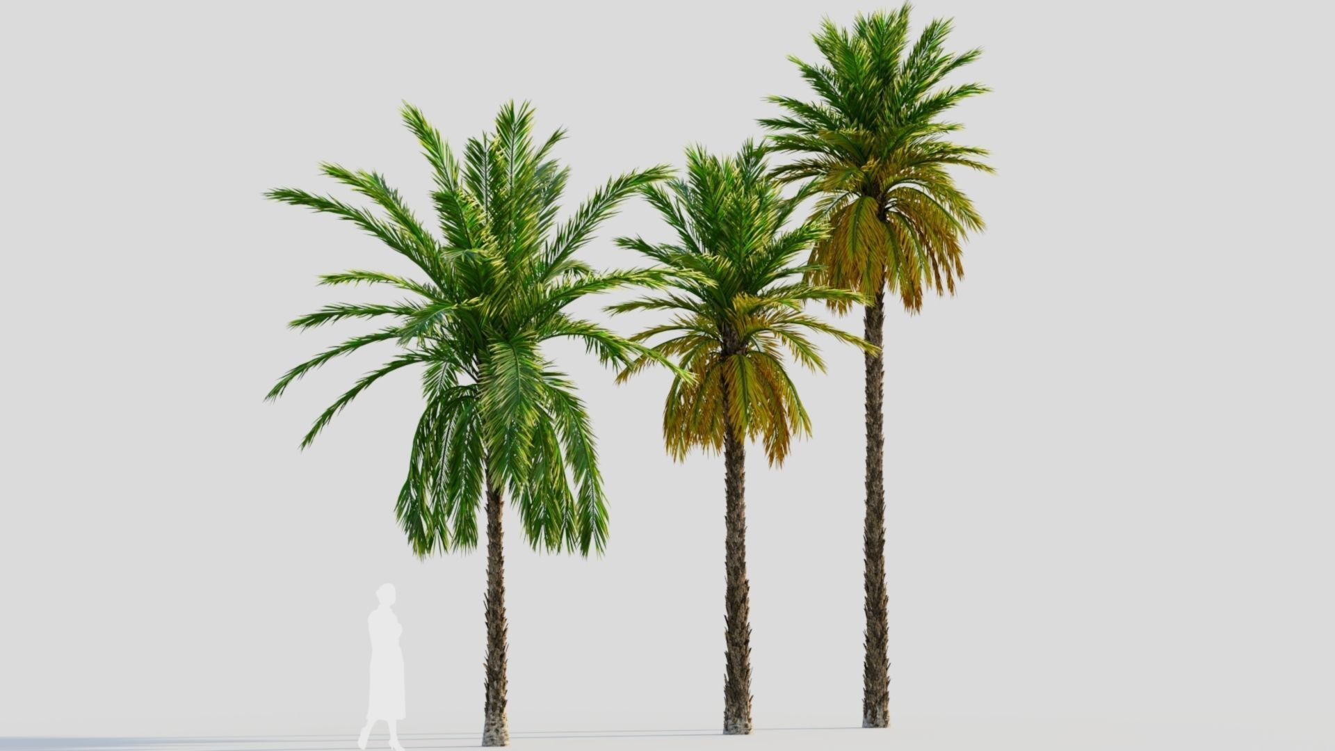 Phoenix dactylifera a 3D model_4