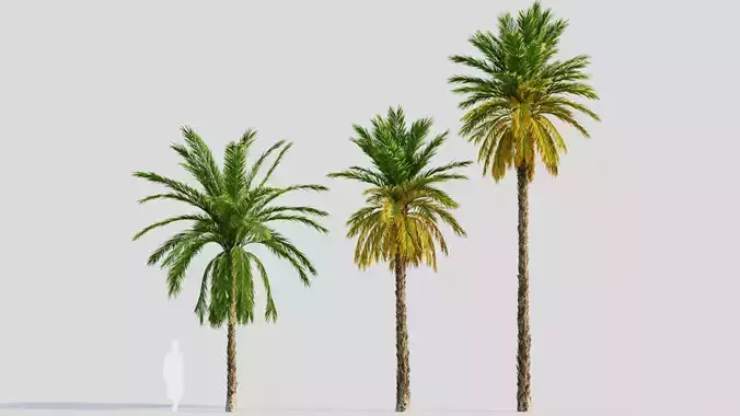 Phoenix dactylifera a 3D model