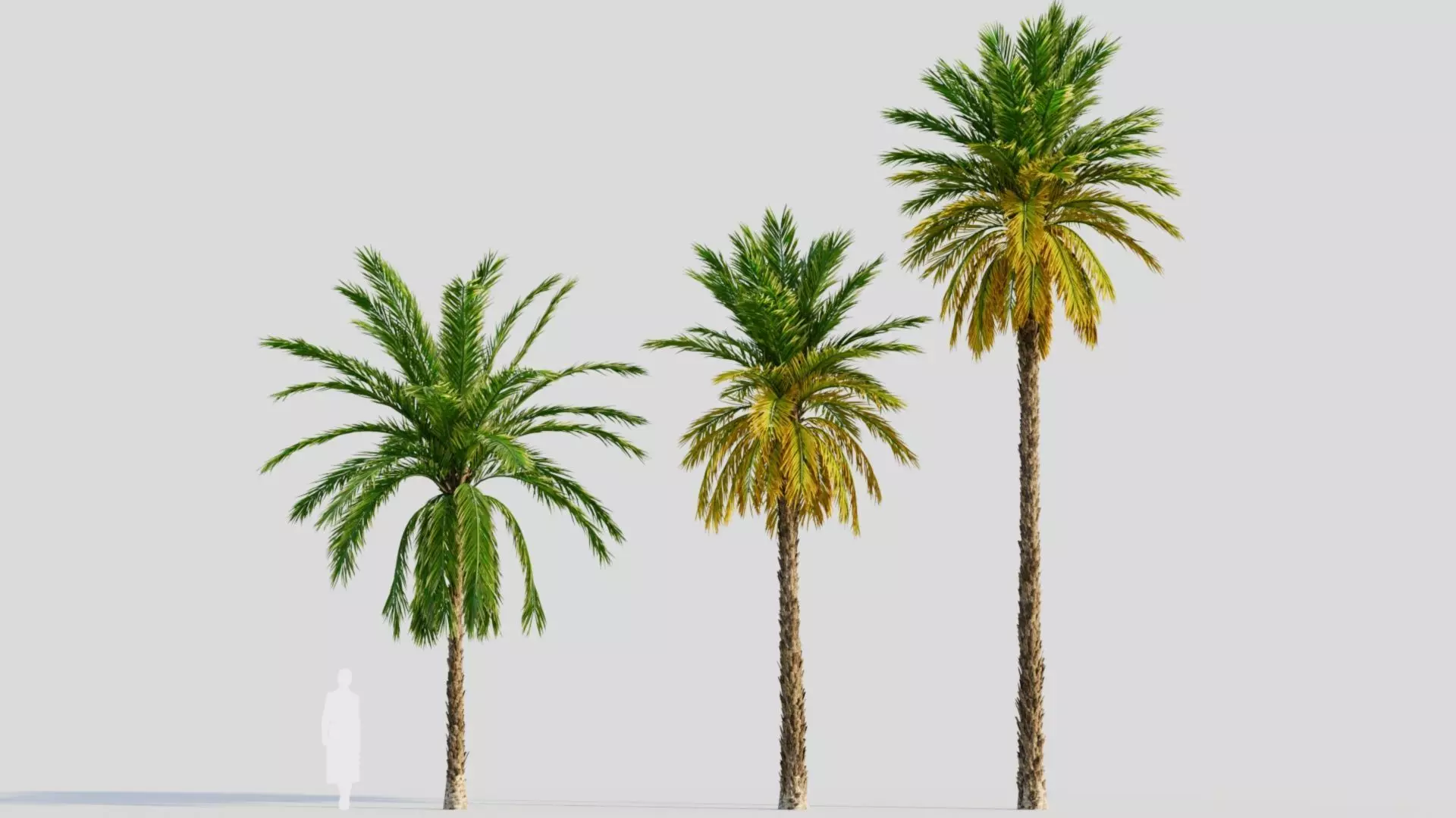Phoenix dactylifera a 3D model_0