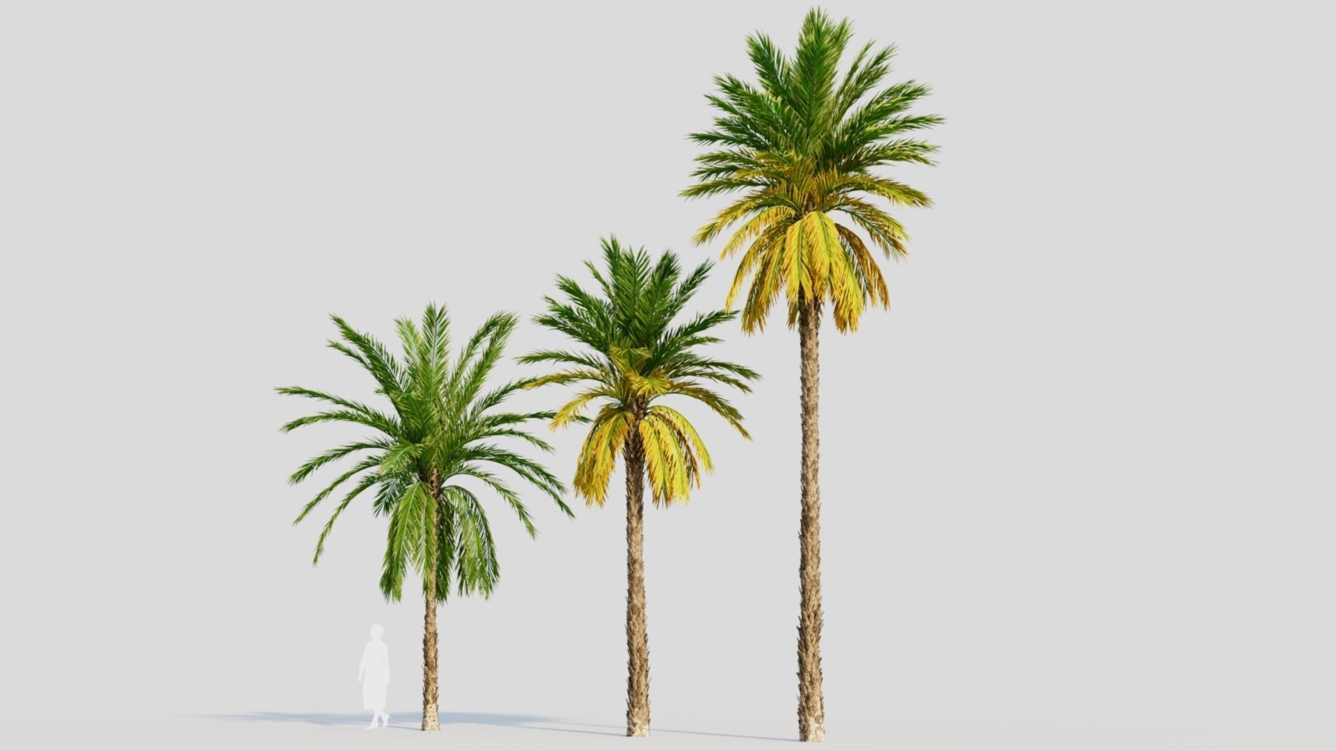 Phoenix dactylifera a 3D model_2