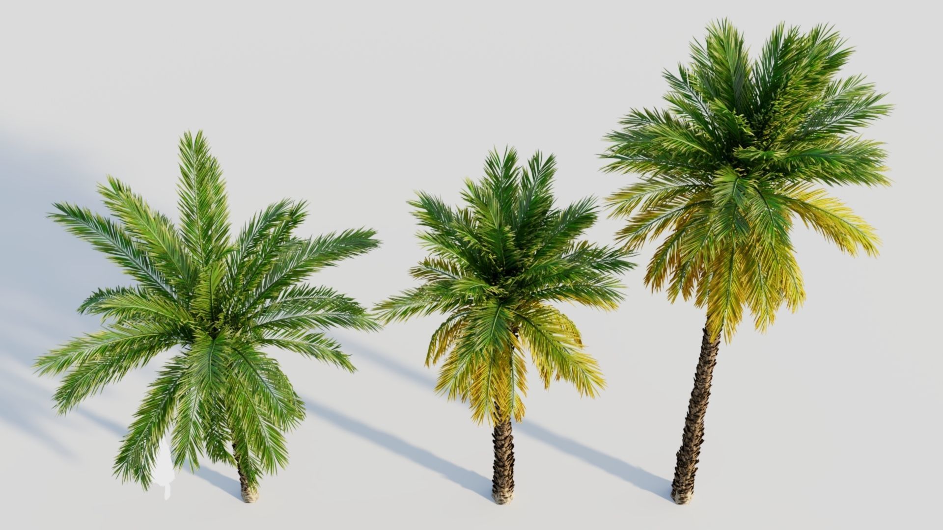 Phoenix dactylifera a 3D model_3