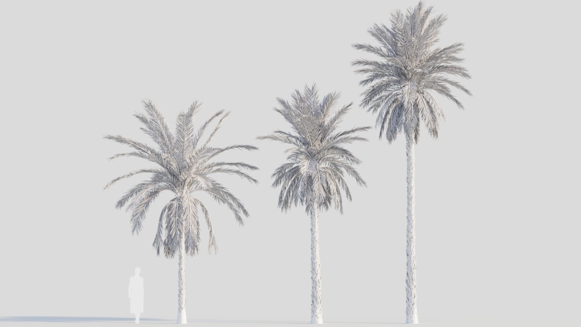 Phoenix dactylifera a 3D model_9