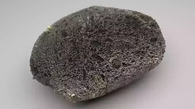 Sponge Rock 3D model