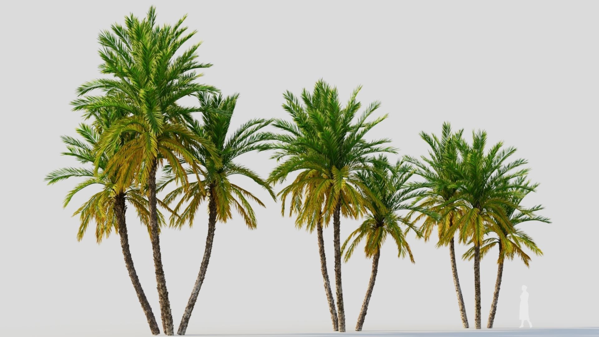 Phoenix dactylifera b 3D model_6