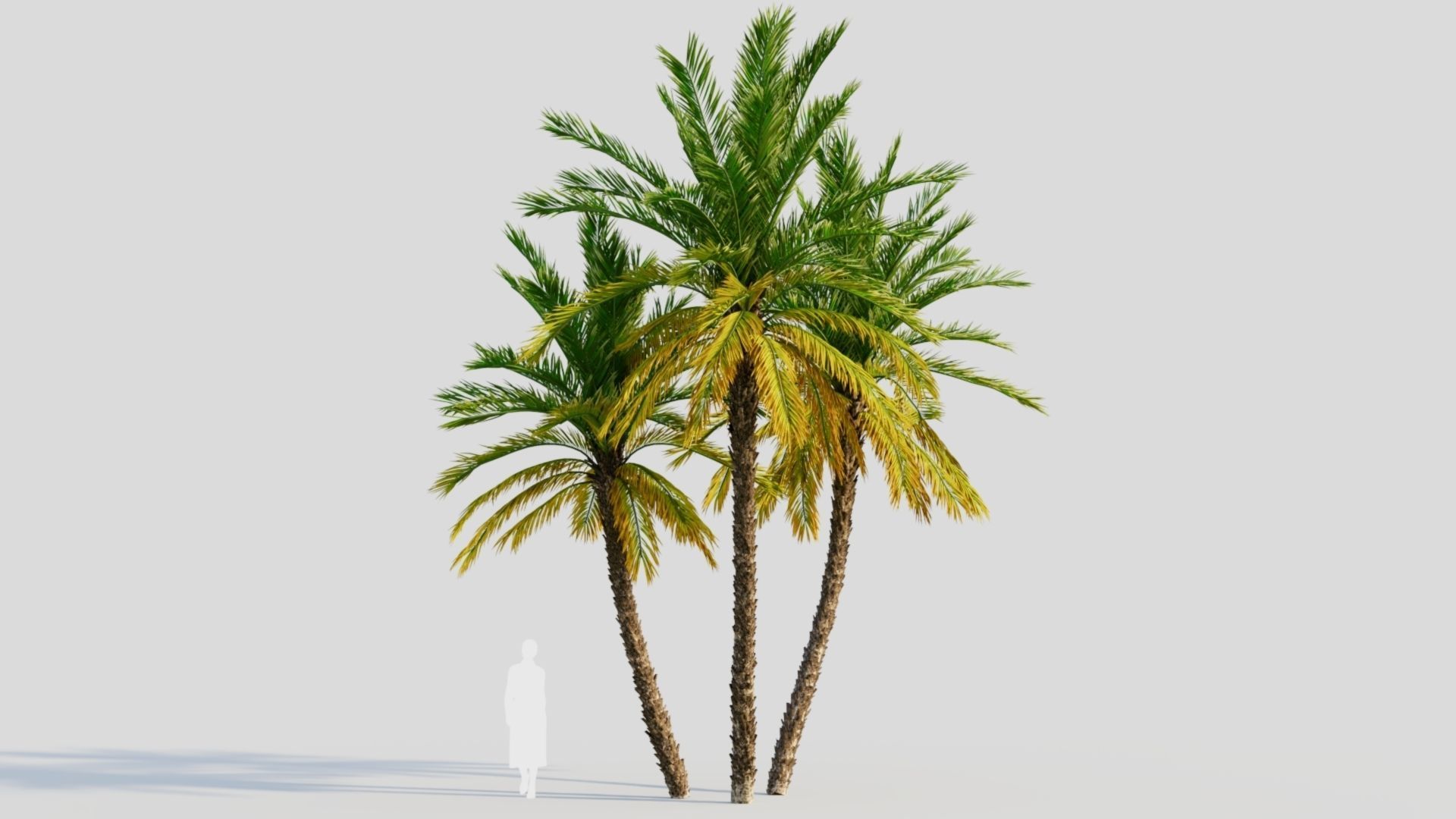 Phoenix dactylifera b 3D model_7