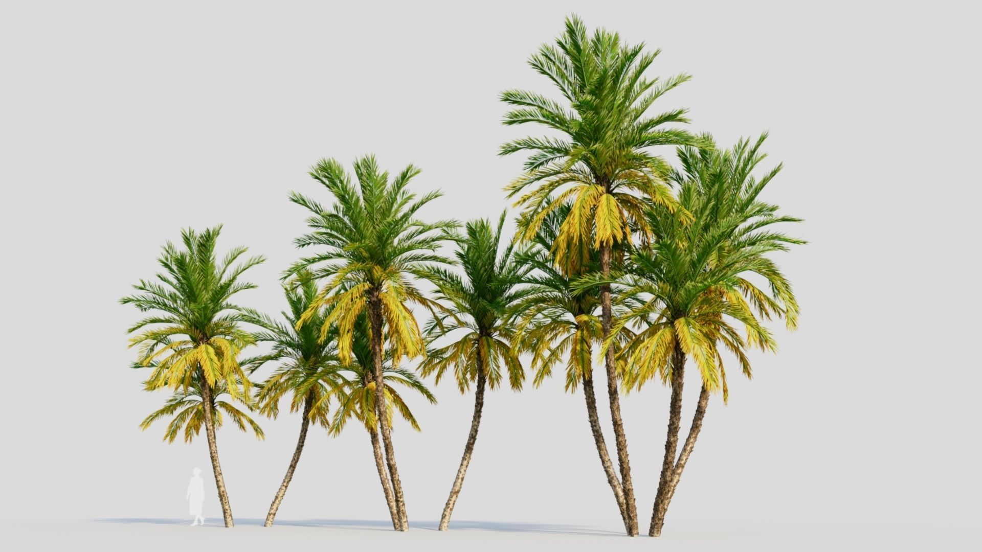 Phoenix dactylifera b 3D model_3