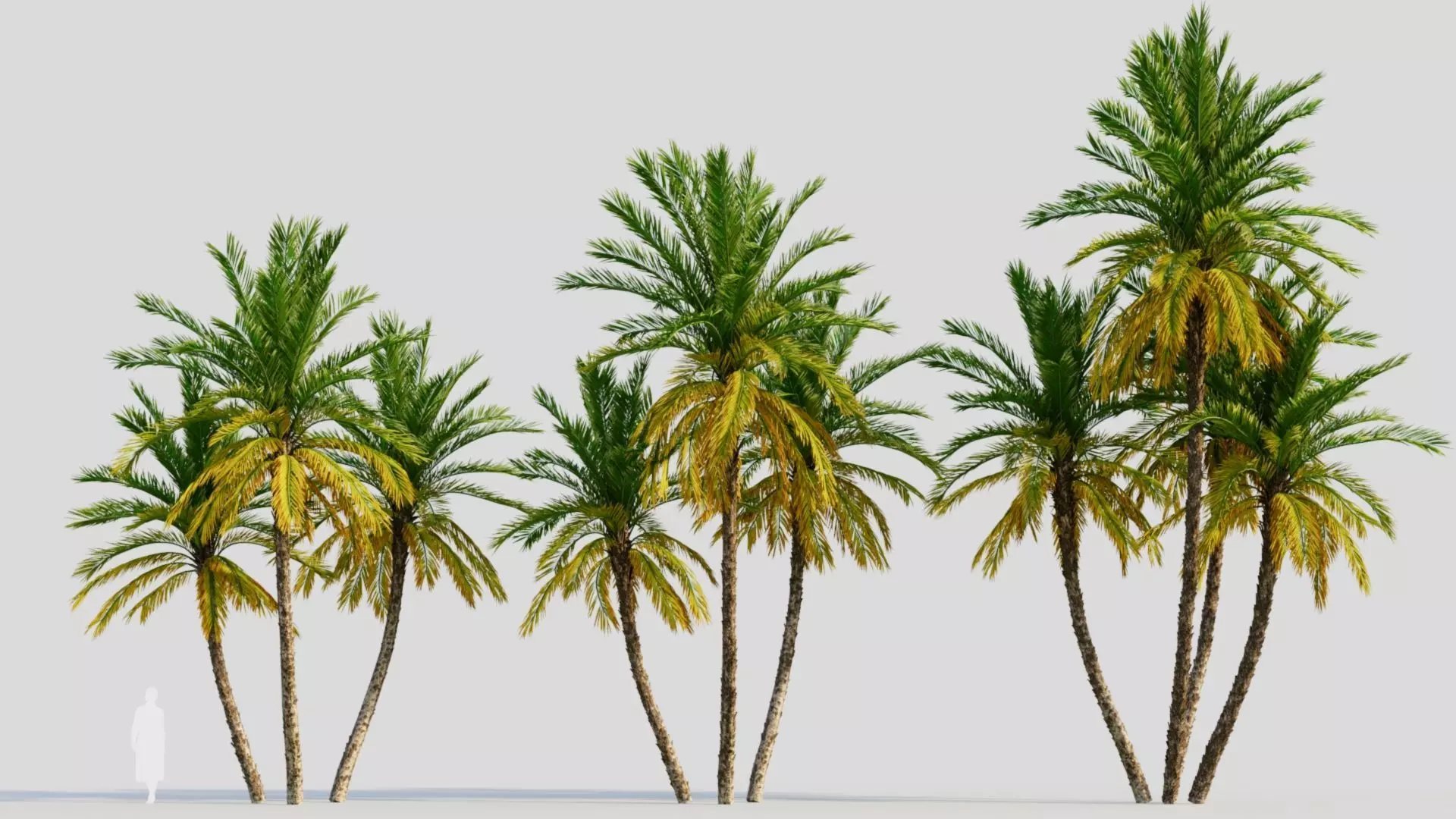 Phoenix dactylifera b 3D model_0