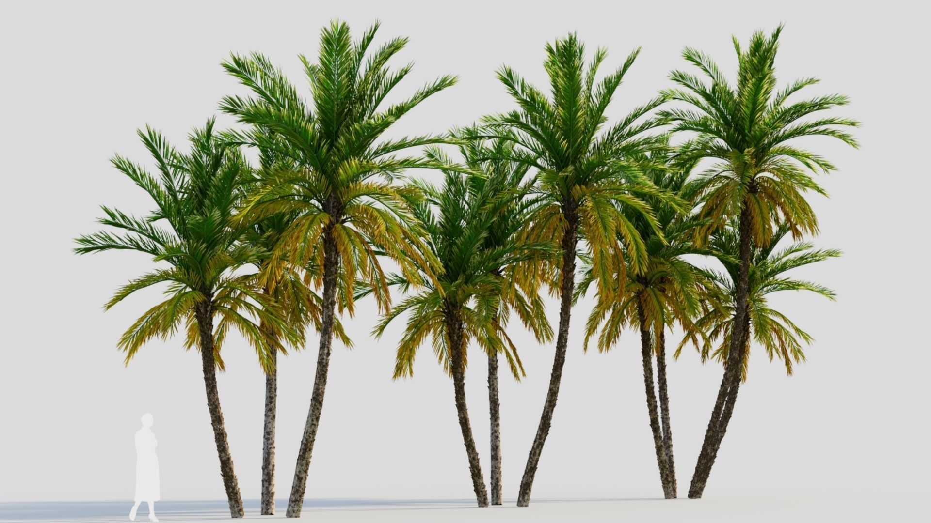 Phoenix dactylifera b 3D model_5