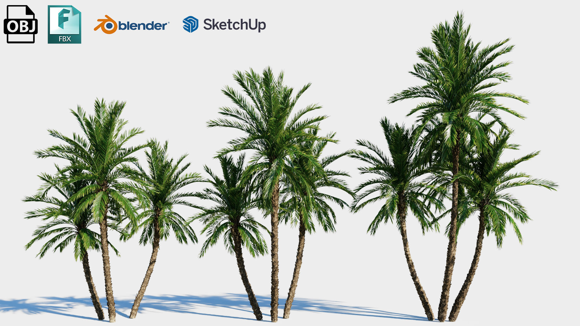 Phoenix dactylifera b 3D model_1