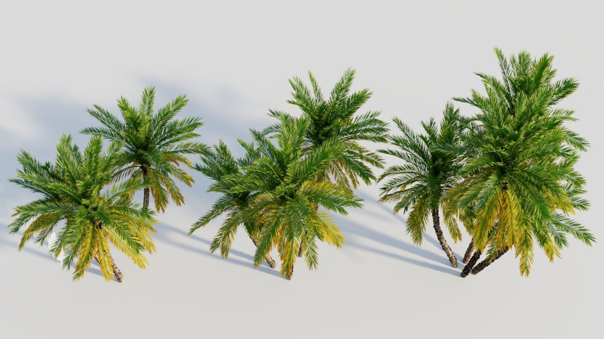 Phoenix dactylifera b 3D model_4