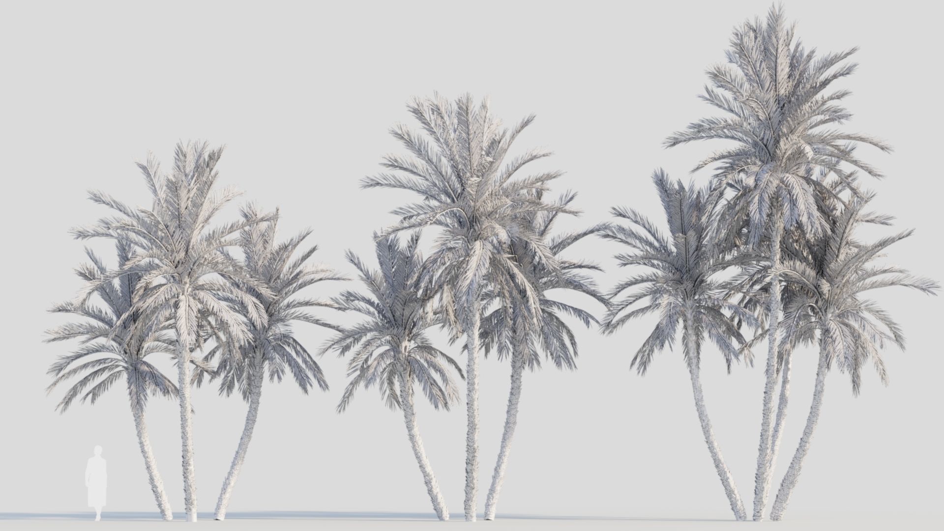Phoenix dactylifera b 3D model_2